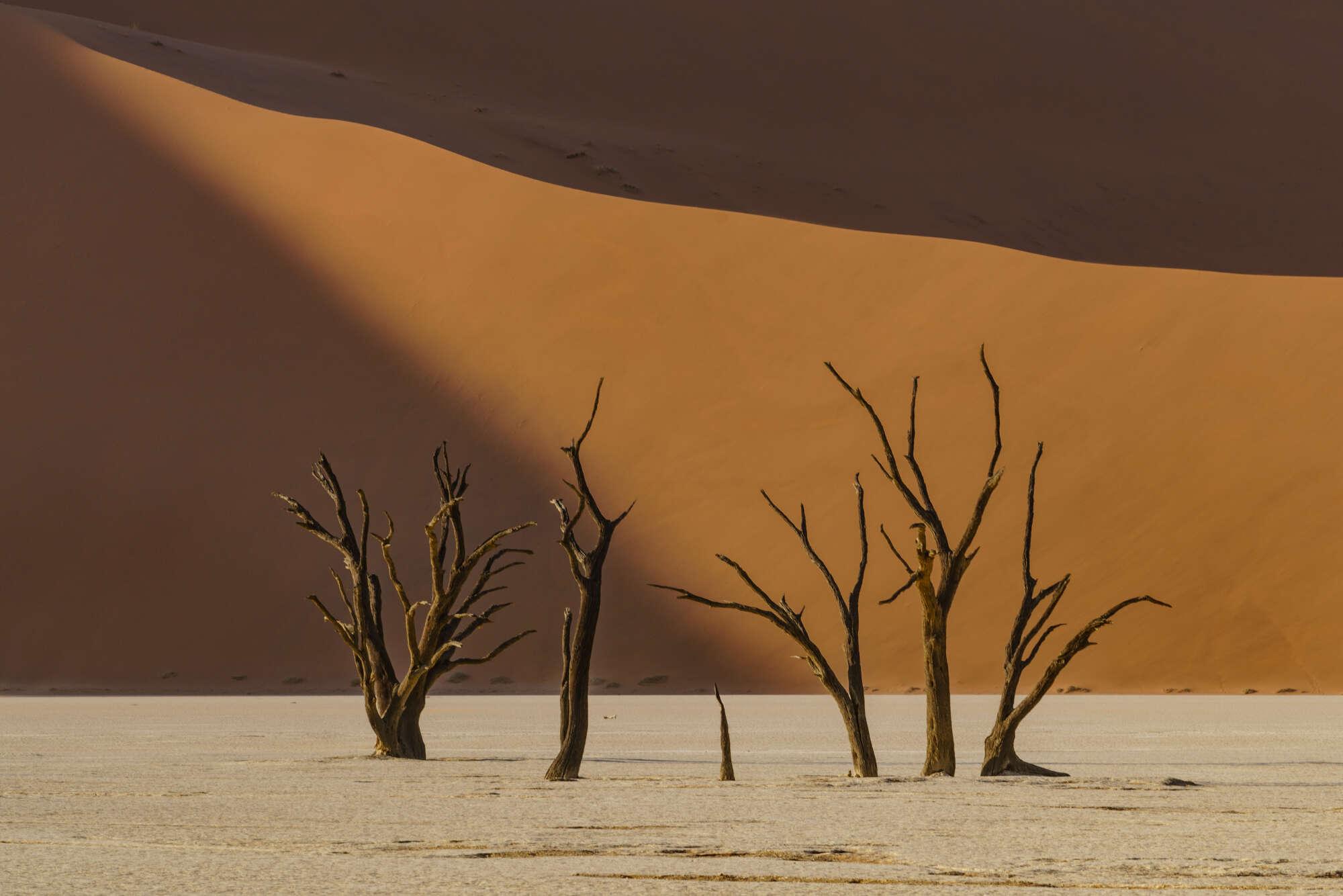 In the foreground you can see the dried out clay bottom of a former sea / river. In the background, you can see one of the many dunes around Sossusvlei. What made it special, was the fact that the early morning sun painted out the contours of a sun-beam on the sand dunes. In the foreground you can see the dried out clay bottom of a former sea / river. In the background, you can see one of the many dunes around Sossusvlei. What made it special, was the fact that the early morning sun painted out the contours of a sun-beam on the sand dunes.