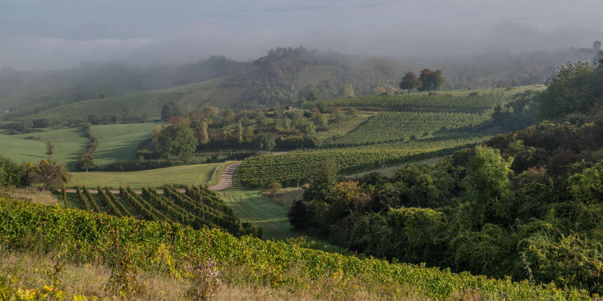A valley filled with vineyards, trees and some patches of grass. In the distance, we have an increasing amount of fog. A valley filled with vineyards, trees and some patches of grass. In the distance, we have an increasing amount of fog.