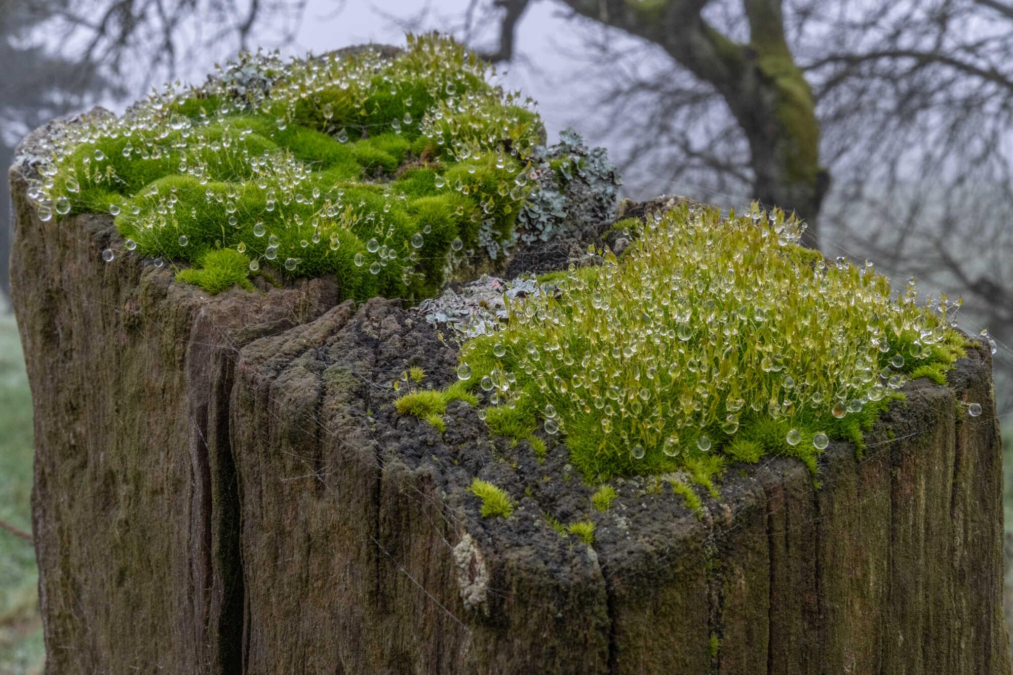 On the way to the forrest, we often pass a meadow with a fence made of old wooden poles. In the past, I already noticed that a mixture of different kinds of moss had turned the top of these poles into a little garden; "een klenge Gaart" in Luxembourgish.
On the afternoon of our walk, there was quite a lot of fog. As a result, large drops of water had formed on the moss, giving more character to the little garden. On the way to the forrest, we often pass a meadow with a fence made of old wooden poles. In the past, I already noticed that a mixture of different kinds of moss had turned the top of these poles into a little garden; "een klenge Gaart" in Luxembourgish.
On the afternoon of our walk, there was quite a lot of fog. As a result, large drops of water had formed on the moss, giving more character to the little garden.
