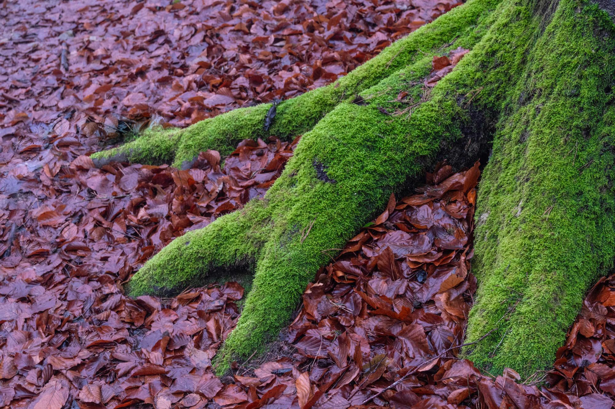A few weeks ago, we were walking in the forests near Junglinster in Luxembourg. It had just been raining, which meant that the colours in the forest had a natural deep saturation. During our walk, we came across this "tree claw", which seemed to "claw" into the leafs and soil, to "hang on" to the earth.
In post, resulting in this highlight, I removed one of the "branches" of the "claw" (on the top left), as it was slightly disturbing the balance. A few weeks ago, we were walking in the forests near Junglinster in Luxembourg. It had just been raining, which meant that the colours in the forest had a natural deep saturation. During our walk, we came across this "tree claw", which seemed to "claw" into the leafs and soil, to "hang on" to the earth.
In post, resulting in this highlight, I removed one of the "branches" of the "claw" (on the top left), as it was slightly disturbing the balance.